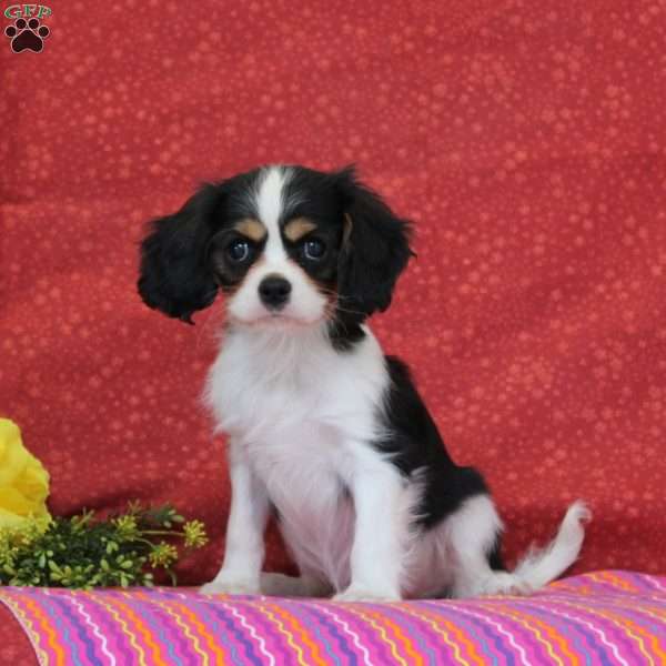 Pistachio, Cavalier King Charles Spaniel Puppy